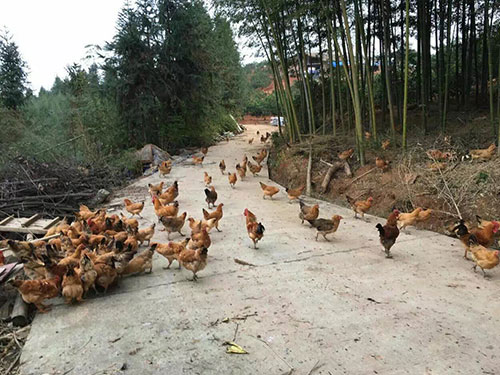 果林雞養殖基地